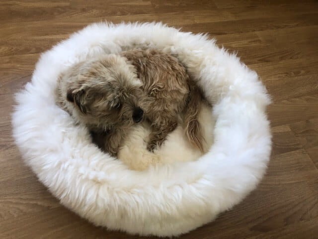 Hunde- oder Katzenbett (verschiedene Farben)